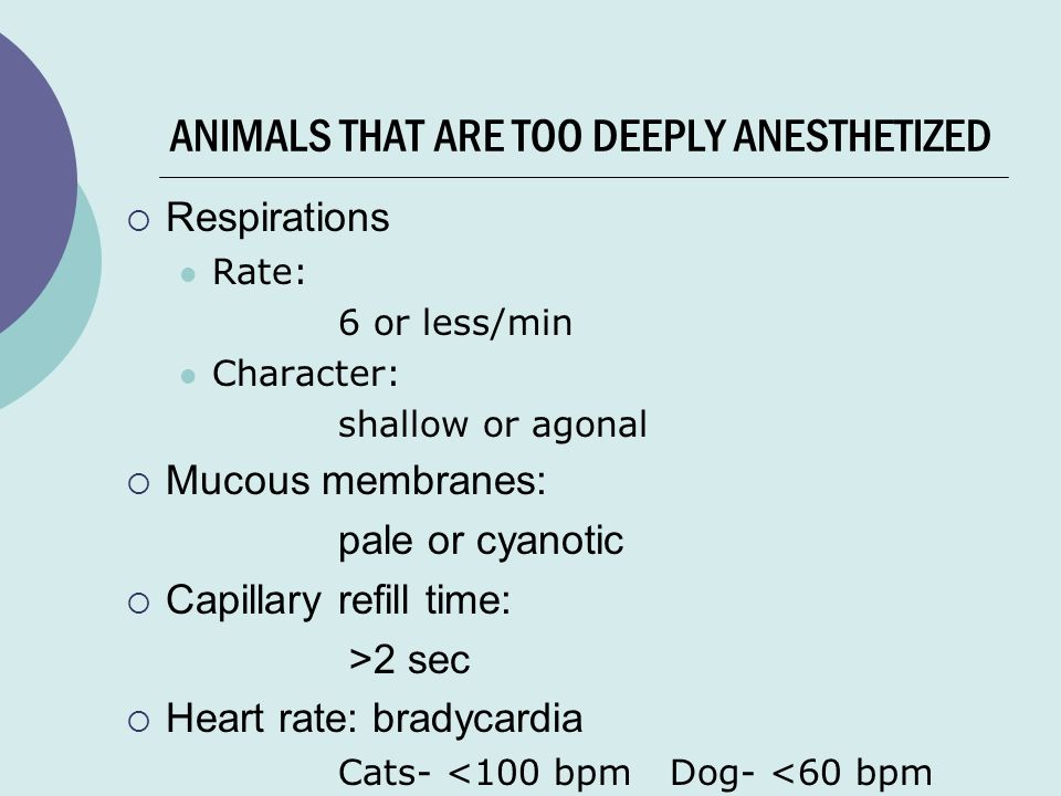 60 Best Pictures Cat Heart Rate Under Anesthesia / Heart Attack In Cats Symptoms Causes Diagnosis Treatment Recovery Management Cost