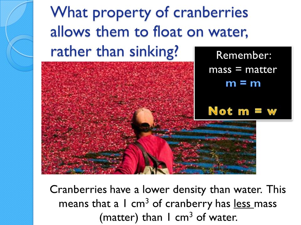 What property of cranberries allows them to float on water, rather than sinking.