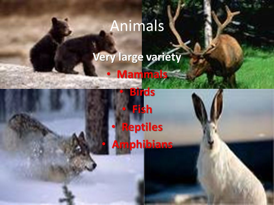 Animals Very large variety Mammals Mammals Birds Birds Fish Fish Reptiles Reptiles Amphibians Amphibians