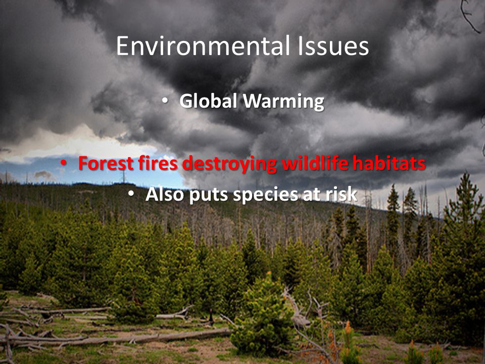Environmental Issues Global Warming Global Warming Forest fires destroying wildlife habitats Forest fires destroying wildlife habitats Also puts species at risk Also puts species at risk