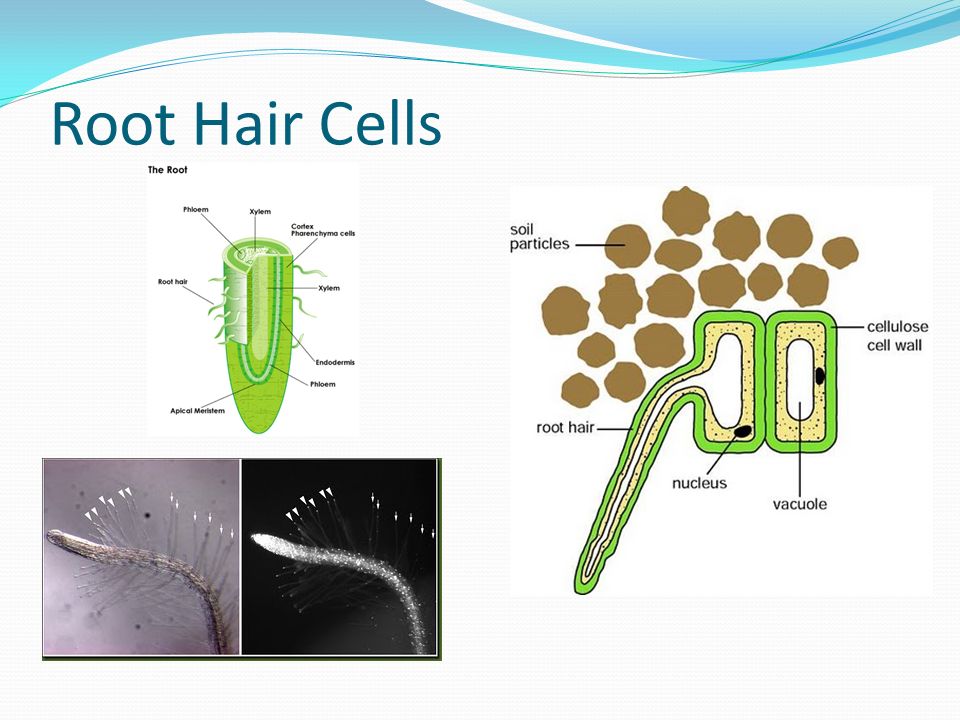Root Hair Cells Look at the following pictures. What adaptations do roots  have to allow for absorption of water? - ppt download