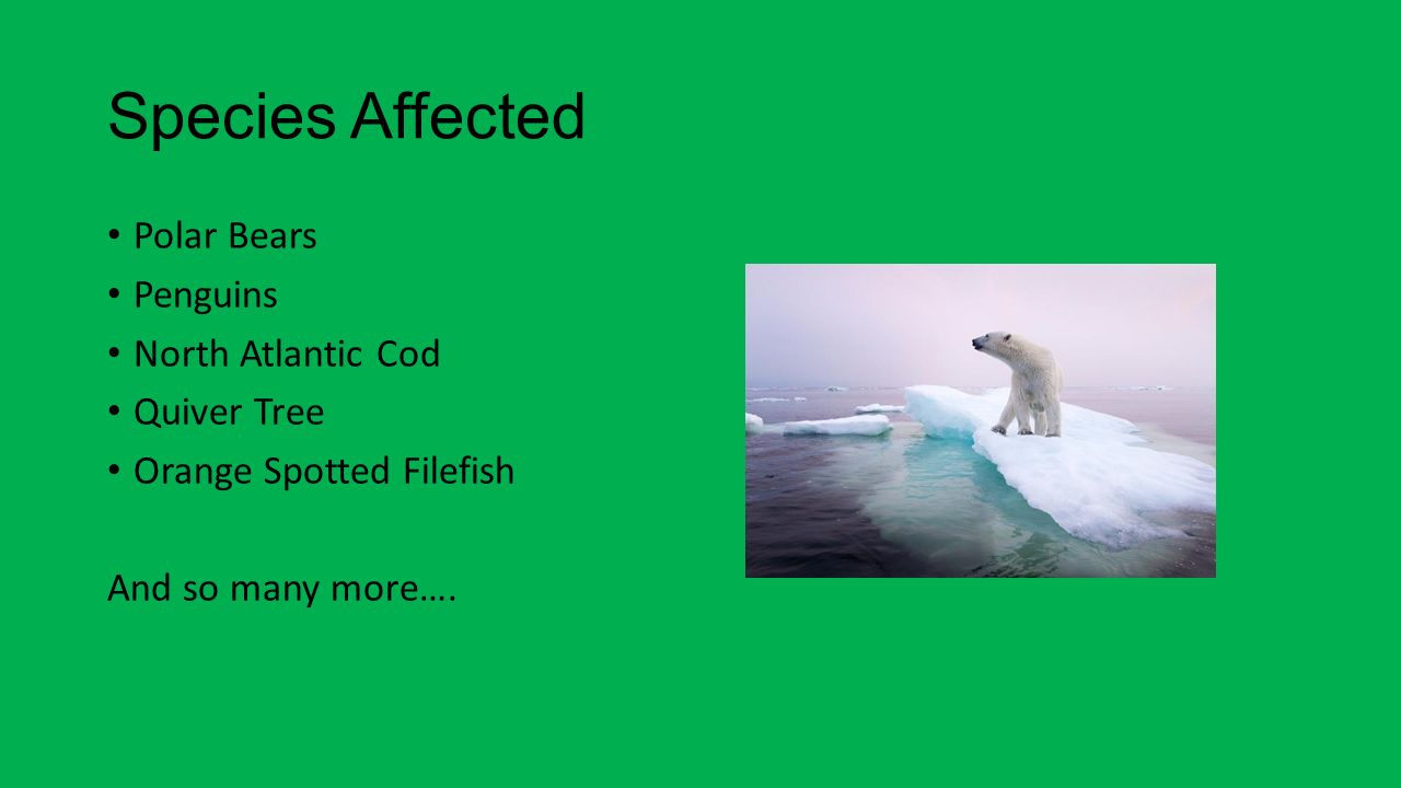 Species Affected Polar Bears Penguins North Atlantic Cod Quiver Tree Orange Spotted Filefish And so many more….