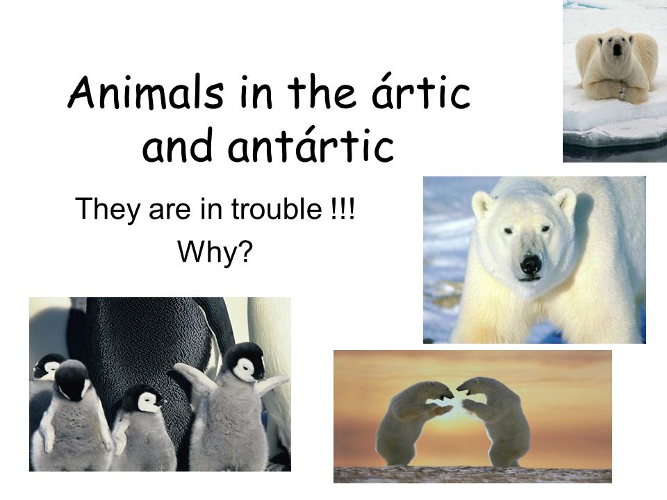 Arctic and antartic In less than 50 years there will be no poles.