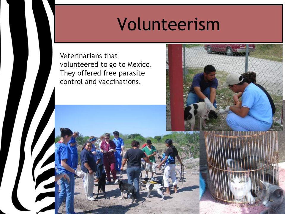 Volunteerism Veterinarians that volunteered to go to Mexico.