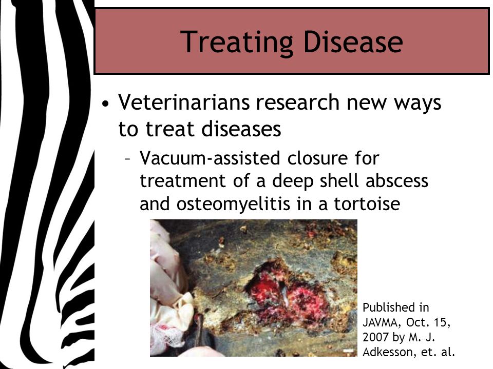 Treating Disease Veterinarians research new ways to treat diseases –Vacuum-assisted closure for treatment of a deep shell abscess and osteomyelitis in a tortoise Published in JAVMA, Oct.