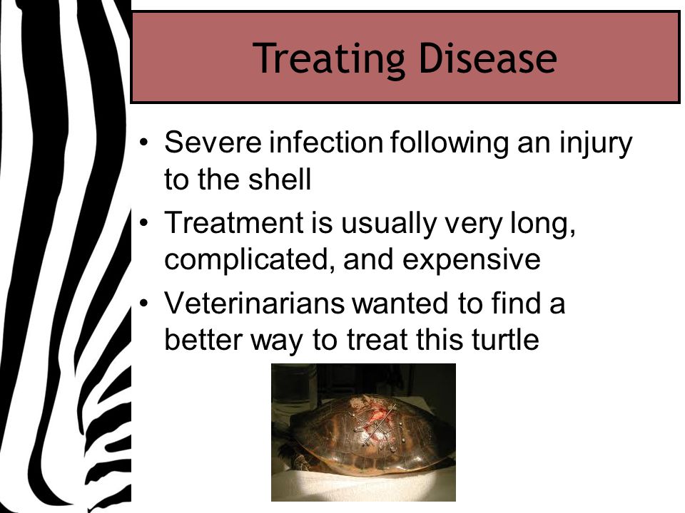 Severe infection following an injury to the shell Treatment is usually very long, complicated, and expensive Veterinarians wanted to find a better way to treat this turtle Treating Disease