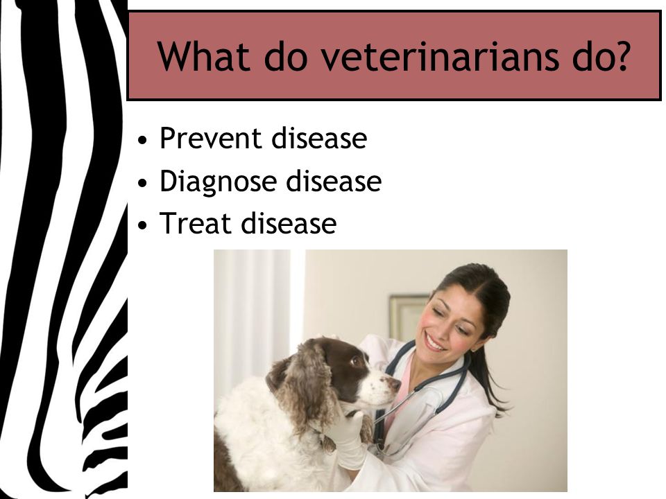 What do veterinarians do Prevent disease Diagnose disease Treat disease