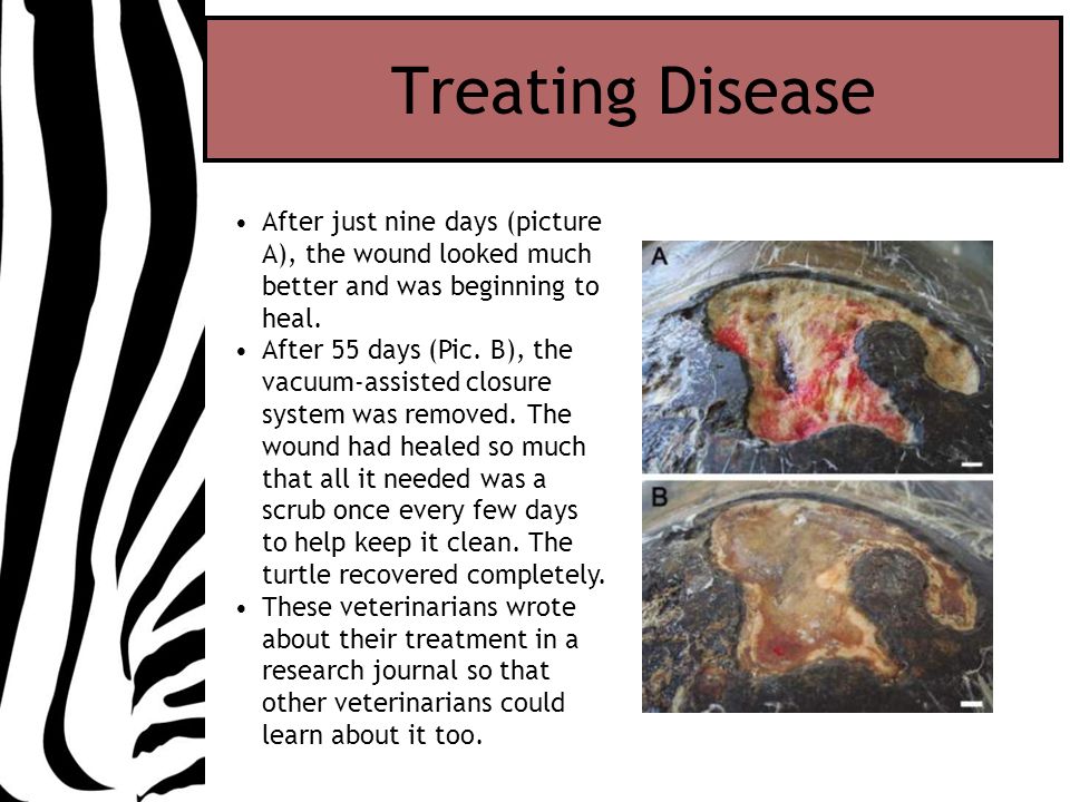 Treating Disease After just nine days (picture A), the wound looked much better and was beginning to heal.