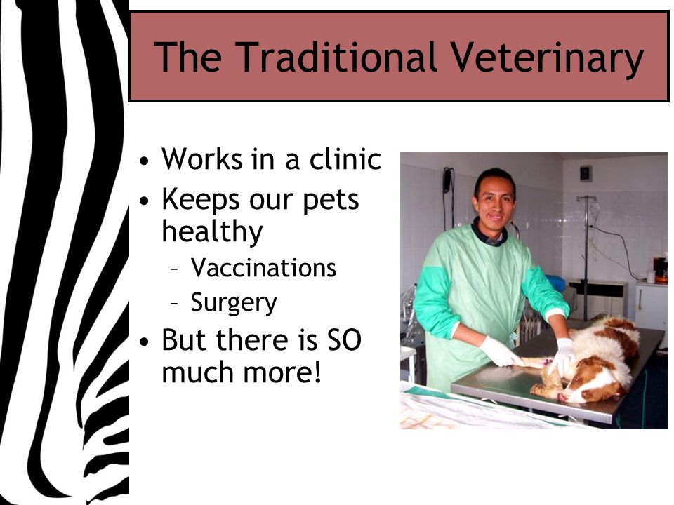 The Traditional Veterinary Works in a clinic Keeps our pets healthy –Vaccinations –Surgery But there is SO much more!