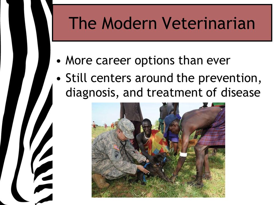 The Modern Veterinarian More career options than ever Still centers around the prevention, diagnosis, and treatment of disease