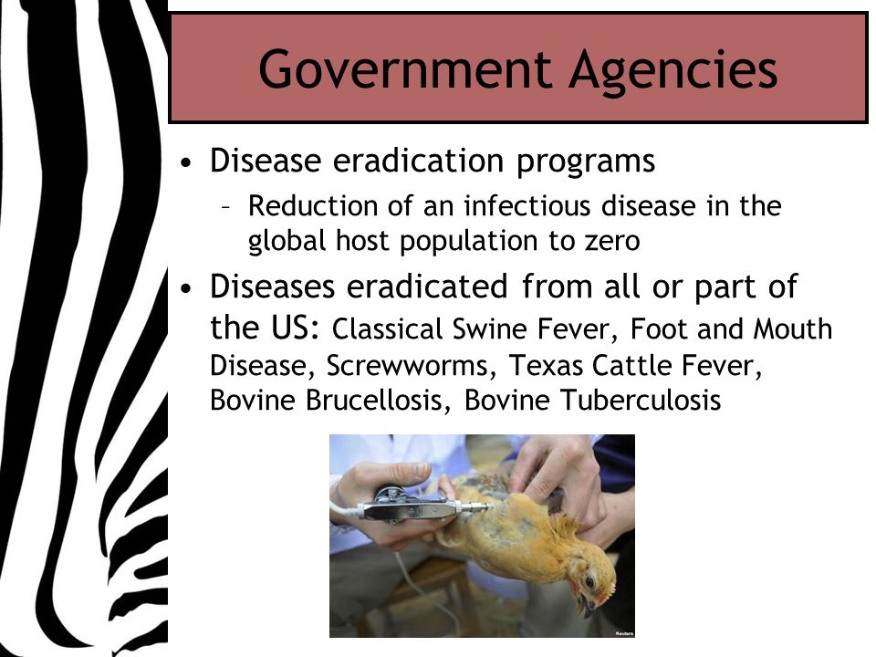 Government Agencies Disease eradication programs –Reduction of an infectious disease in the global host population to zero Diseases eradicated from all or part of the US: Classical Swine Fever, Foot and Mouth Disease, Screwworms, Texas Cattle Fever, Bovine Brucellosis, Bovine Tuberculosis