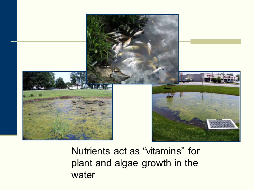 Nutrients act as vitamins for plant and algae growth in the water