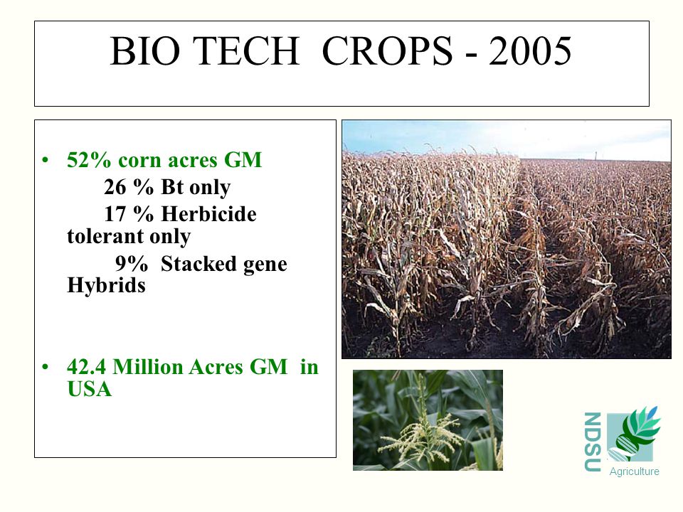 NDSU Agriculture BIO TECH CROPS % corn acres GM 26 % Bt only 17 % Herbicide tolerant only 9% Stacked gene Hybrids 42.4 Million Acres GM in USA