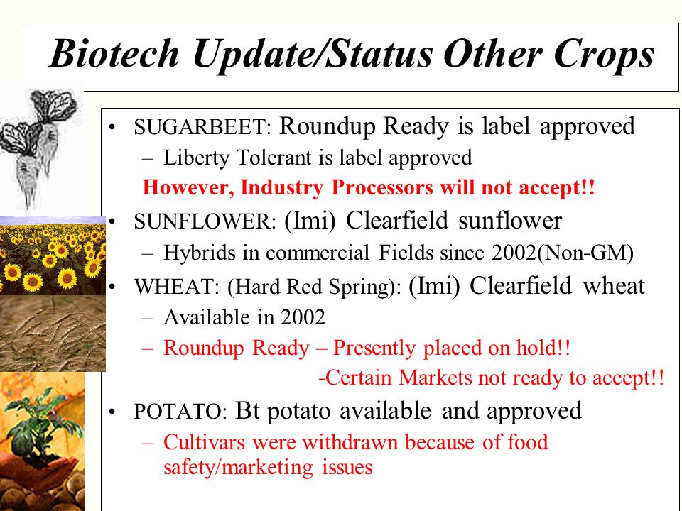 NDSU Agriculture Biotech Update/Status Other Crops SUGARBEET: Roundup Ready is label approved –Liberty Tolerant is label approved However, Industry Processors will not accept!.