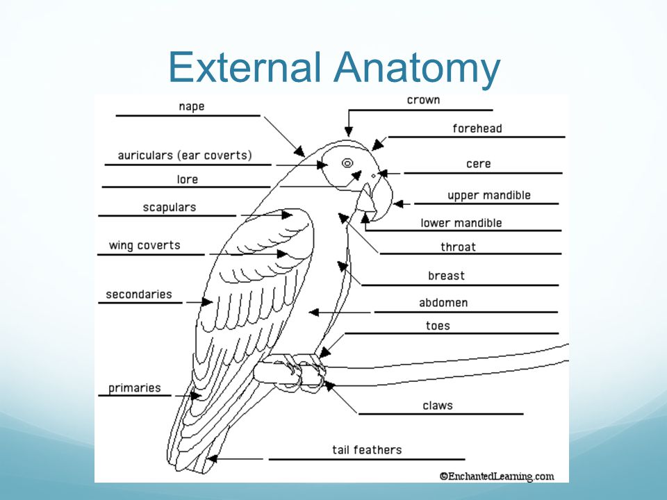 bird external anatomy
