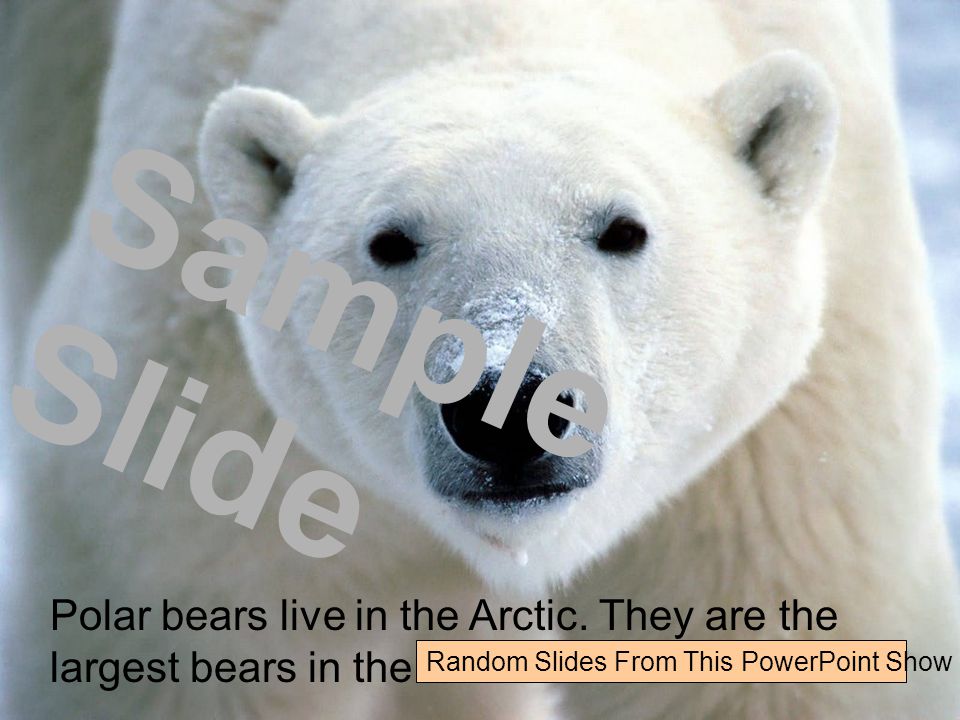 Polar bears live in the Arctic. They are the largest bears in the world.