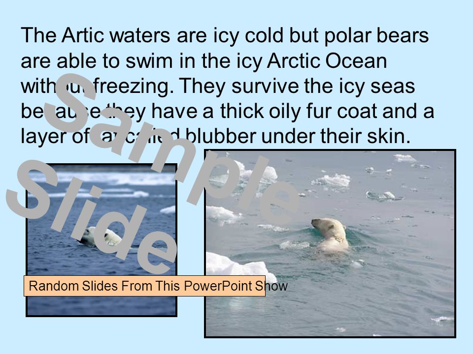 The Artic waters are icy cold but polar bears are able to swim in the icy Arctic Ocean without freezing.