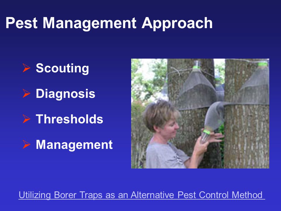  Scouting  Diagnosis  Thresholds  Management Pest Management Approach Utilizing Borer Traps as an Alternative Pest Control Method