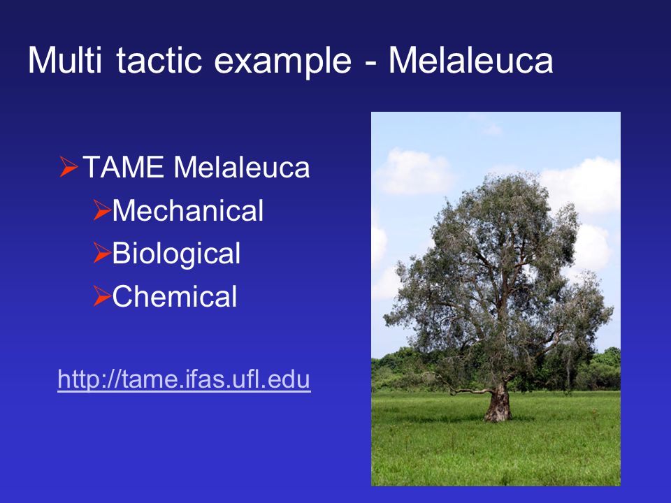Multi tactic example - Melaleuca  TAME Melaleuca  Mechanical  Biological  Chemical