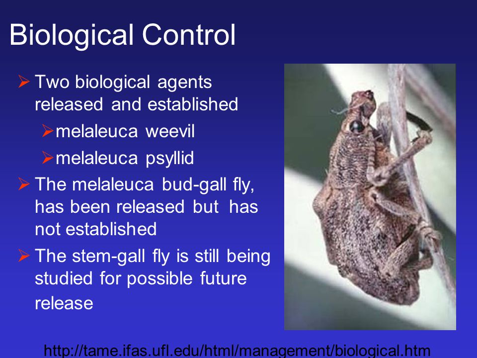 Biological Control  Two biological agents released and established  melaleuca weevil  melaleuca psyllid  The melaleuca bud-gall fly, has been released but has not established  The stem-gall fly is still being studied for possible future release