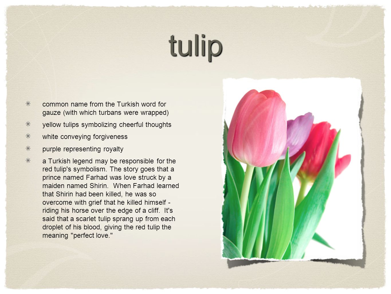 Flowers Of The Handmaid S Tale English 4 Honors Tulip Common Name From The Turkish Word For Gauze With Which Turbans Were Wrapped Yellow Tulips Symbolizing Ppt Download