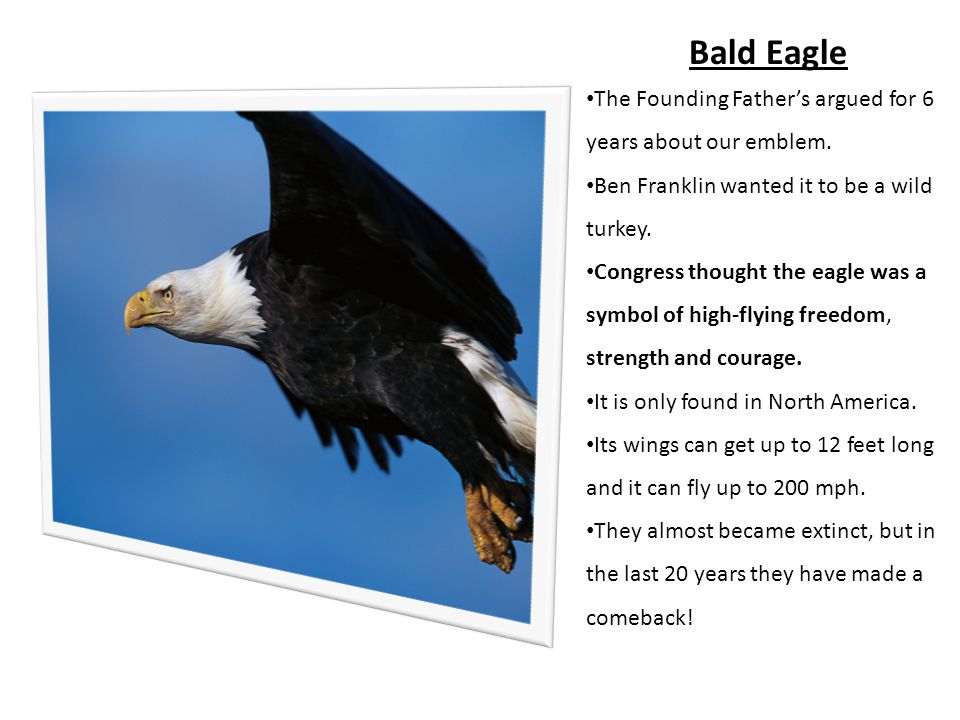 Bald Eagle The Founding Father’s argued for 6 years about our emblem.