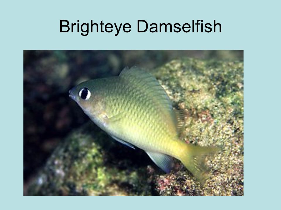 Brighteye Damselfish