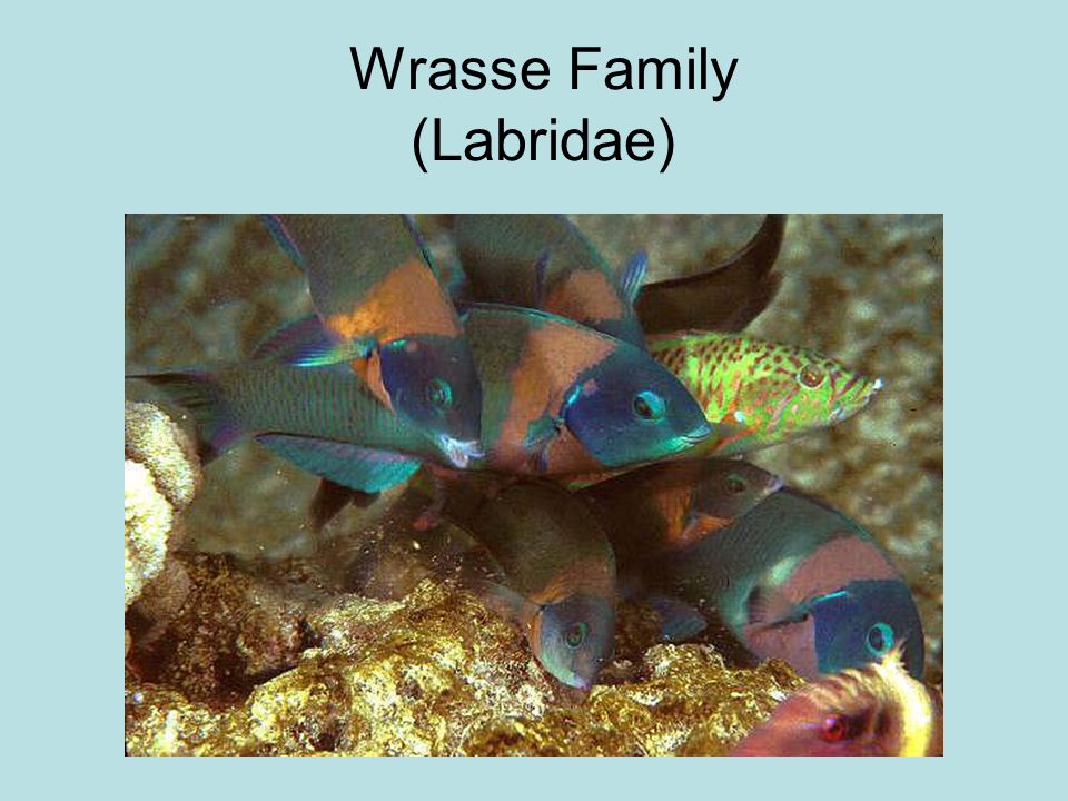 Wrasse Family (Labridae)