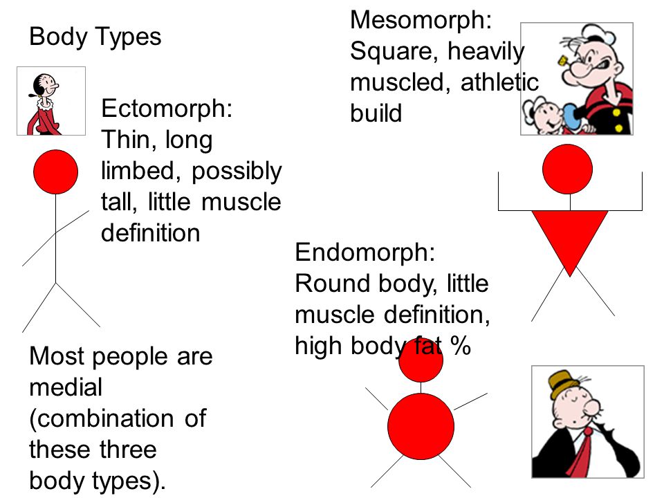 Body Types Mesomorph: Square, heavily muscled, athletic build Endomorph: Round body, little muscle definition, high body fat % Ectomorph: Thin, long limbed, possibly tall, little muscle definition Most people are medial (combination of these three body types).