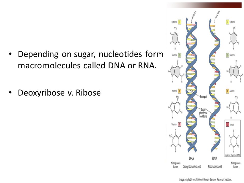 Depending on sugar, nucleotides form macromolecules called DNA or RNA. Deoxyribose v. Ribose