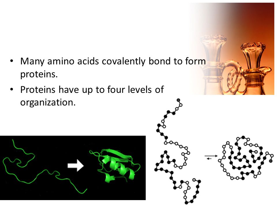 Many amino acids covalently bond to form proteins. Proteins have up to four levels of organization.