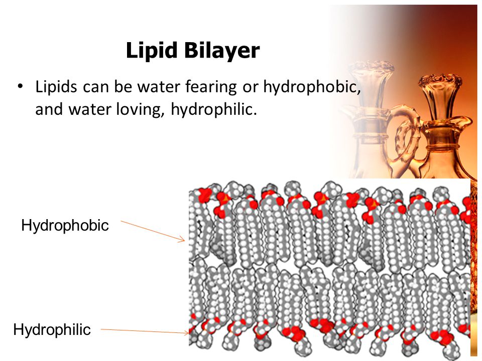 Lipid Bilayer Lipids can be water fearing or hydrophobic, and water loving, hydrophilic.