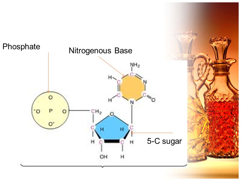 Phosphate Nitrogenous Base 5-C sugar