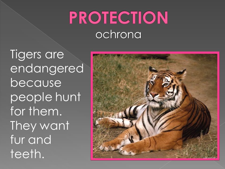 Tigers are endangered because people hunt for them. They want fur and teeth.