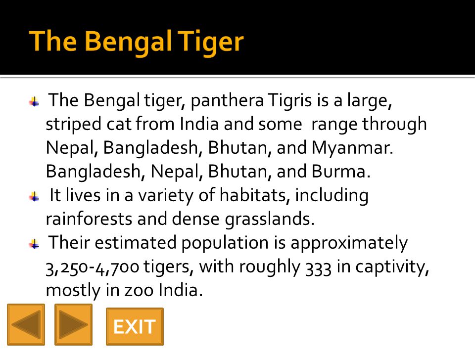 The Bengal tiger, panthera Tigris is a large, striped cat from India and some range through Nepal, Bangladesh, Bhutan, and Myanmar.