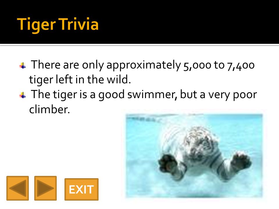 There are only approximately 5,000 to 7,400 tiger left in the wild.