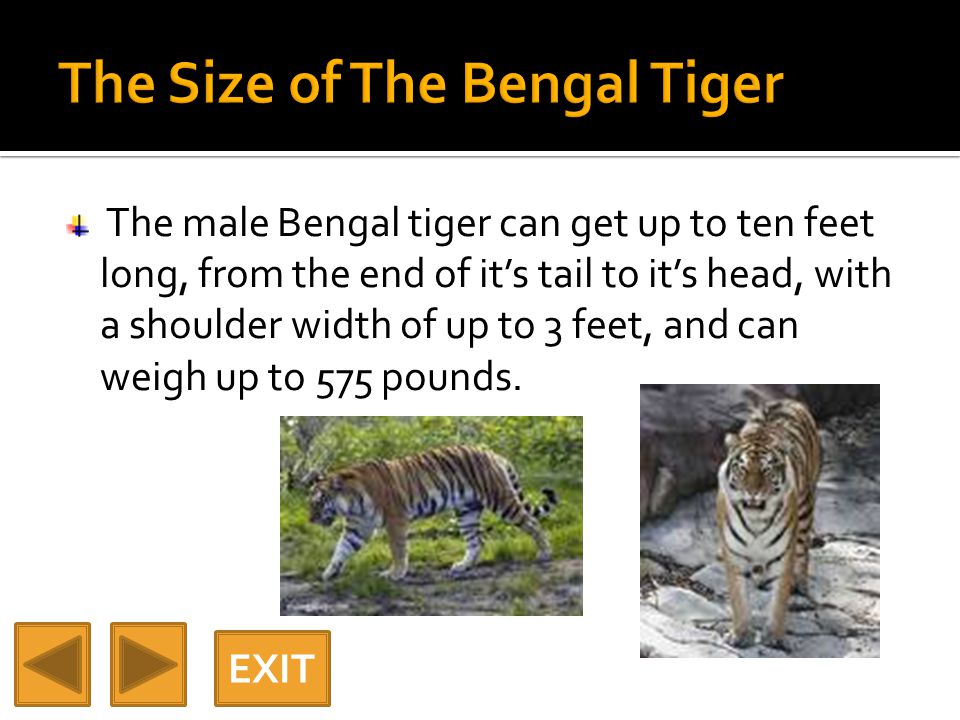 The male Bengal tiger can get up to ten feet long, from the end of it’s tail to it’s head, with a shoulder width of up to 3 feet, and can weigh up to 575 pounds.
