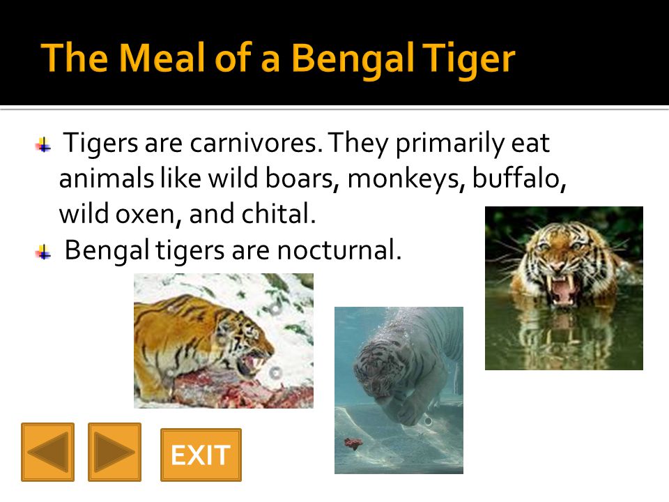 Tigers are carnivores.