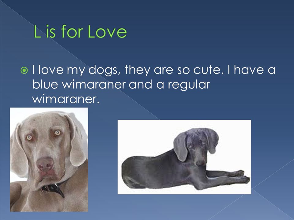  I love my dogs, they are so cute. I have a blue wimaraner and a regular wimaraner.