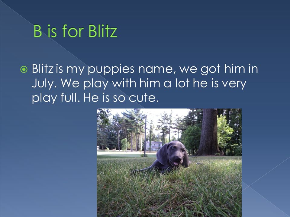  Blitz is my puppies name, we got him in July. We play with him a lot he is very play full.