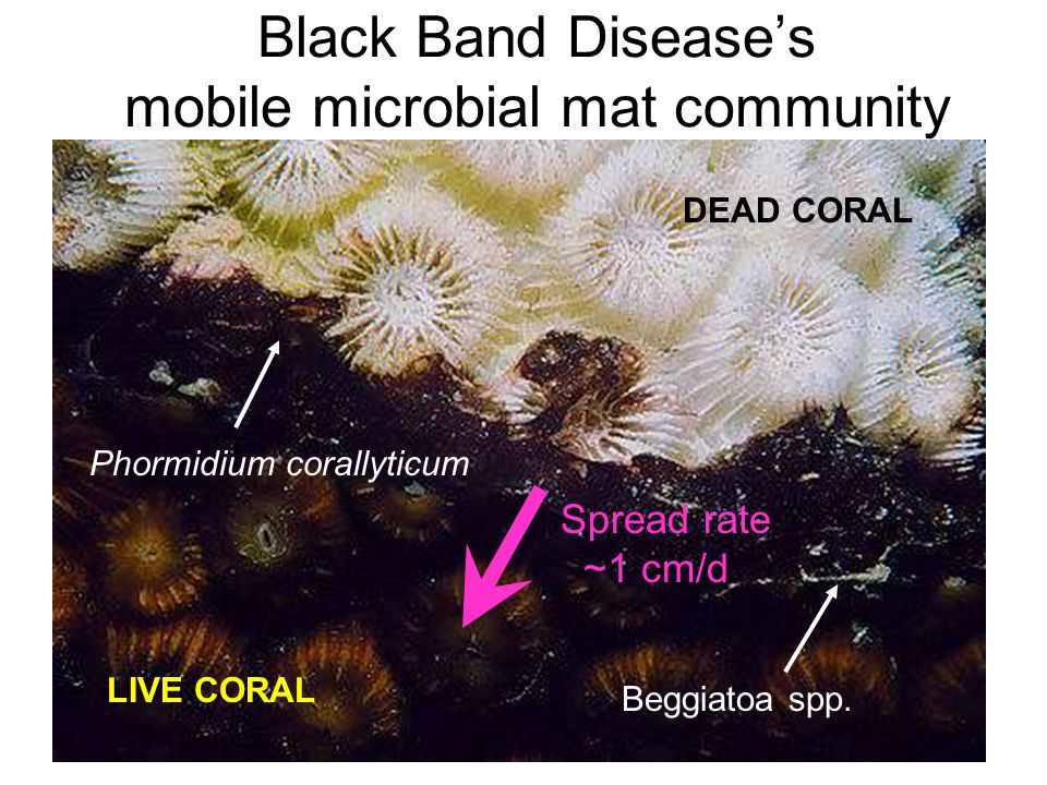 Black Band Disease’s mobile microbial mat community Phormidium corallyticum Beggiatoa spp.
