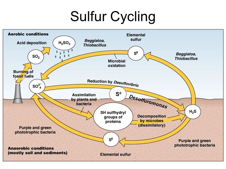 Sulfur Cycling SºSº Desulfuromonas