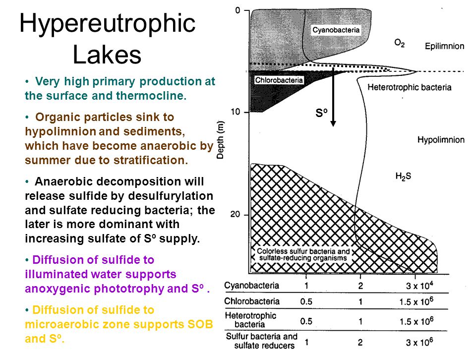 Hypereutrophic Lakes Very high primary production at the surface and thermocline.
