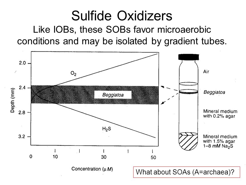 Sulfide Oxidizers Like IOBs, these SOBs favor microaerobic conditions and may be isolated by gradient tubes.
