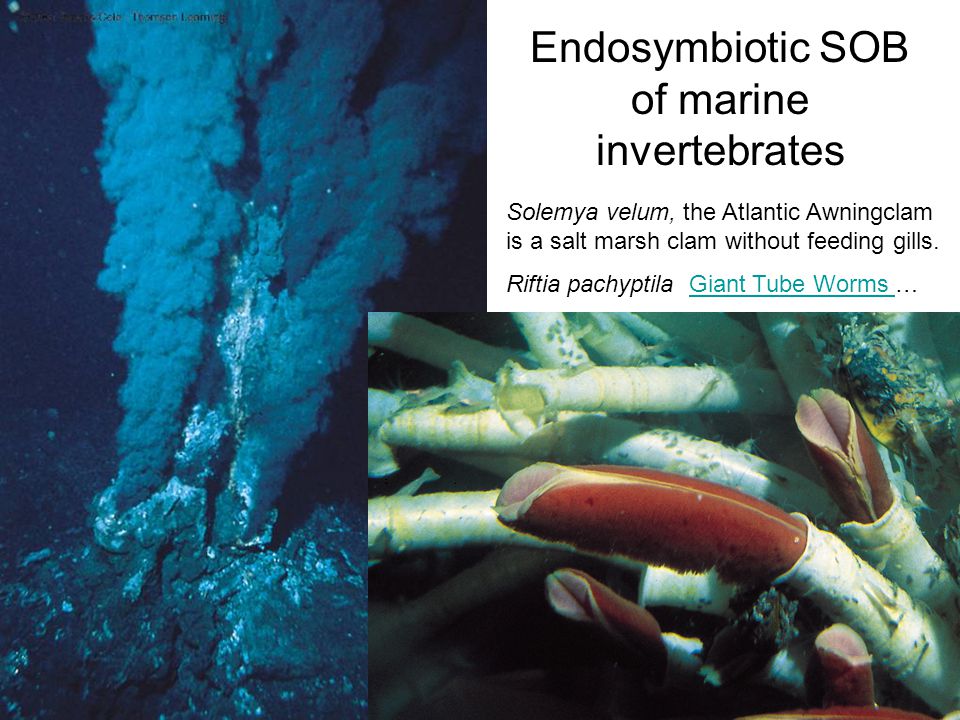 Endosymbiotic SOB of marine invertebrates Solemya velum, the Atlantic Awningclam is a salt marsh clam without feeding gills.