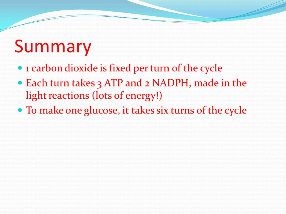 Summary 1 carbon dioxide is fixed per turn of the cycle Each turn takes 3 ATP and 2 NADPH, made in the light reactions (lots of energy!) To make one glucose, it takes six turns of the cycle