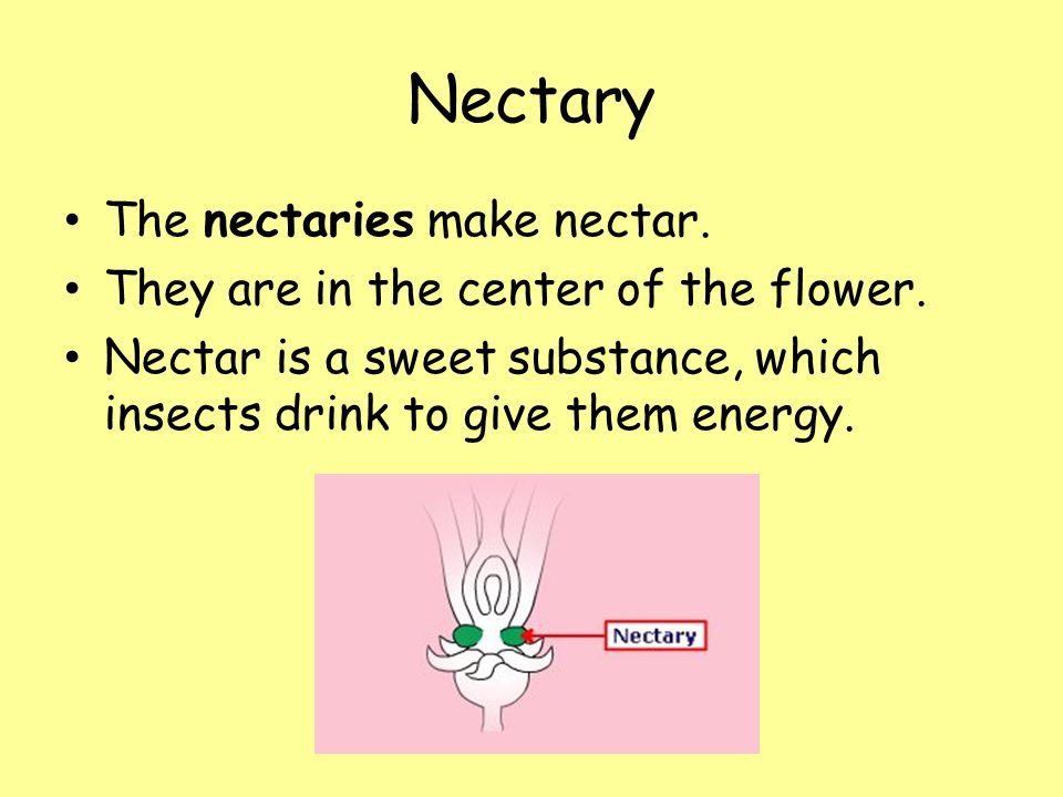 Nectary The nectaries make nectar. They are in the center of the flower.