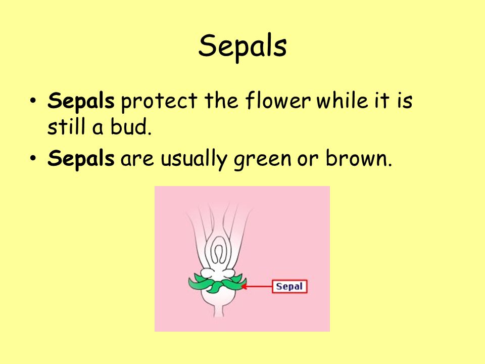 Sepals Sepals protect the flower while it is still a bud. Sepals are usually green or brown.