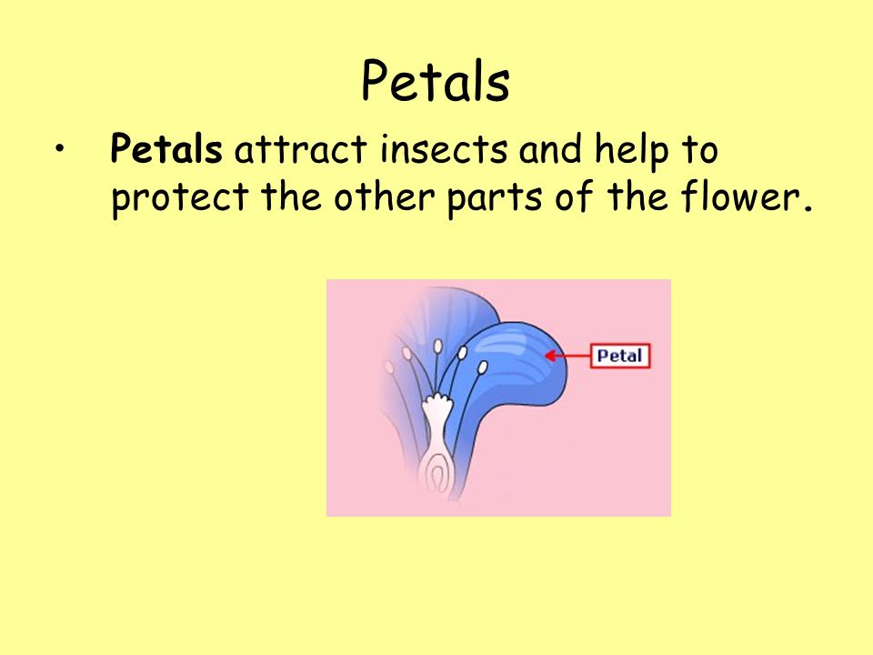 Petals Petals attract insects and help to protect the other parts of the flower.