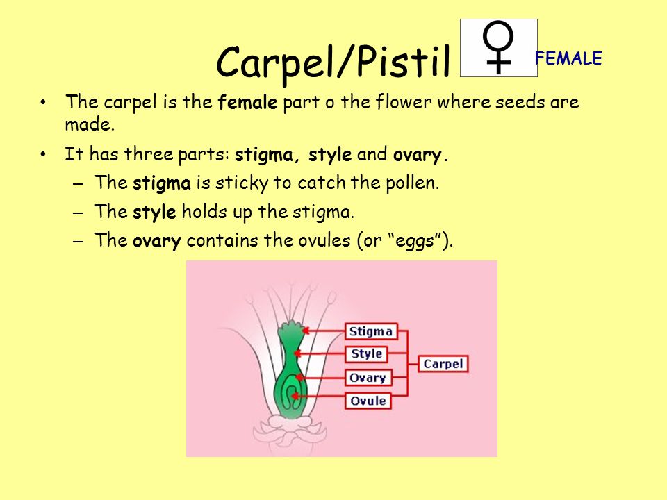 Carpel/Pistil The carpel is the female part o the flower where seeds are made.